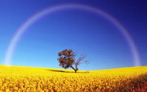Vibrant Rainbow Over Canola Field Wallpaper