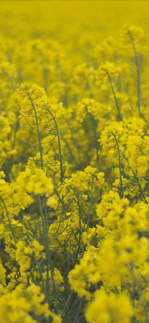 Vibrant Rapeseeds Flower Phone Background Wallpaper