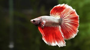 Vibrant Red Betta Fish Swimming In Pristine Aquarium Wallpaper