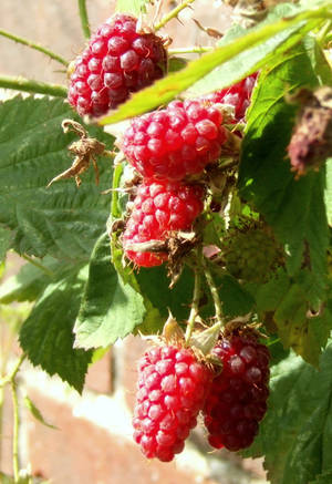 Vibrant Red Loganberries Glistening In Sunlight Wallpaper