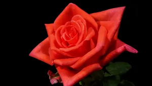 Vibrant_ Red_ Rose_ Black_ Background_4 K Wallpaper