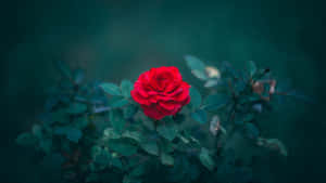 Vibrant Red Rose Dark Backdrop4 K Wallpaper