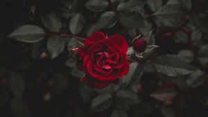 Vibrant_ Red_ Rose_ Dark_ Background_4 K.jpg Wallpaper