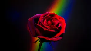 Vibrant_ Rose_ Rainbow_ Background_4 K Wallpaper