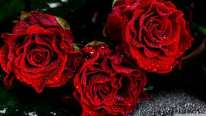 Vibrant Roses On Desktop Background Wallpaper