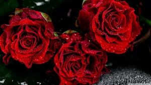 Vibrant Roses On Desktop Background Wallpaper