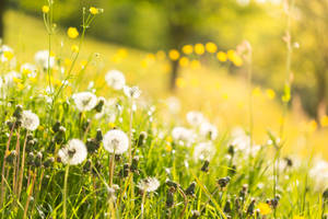 Vibrant Spring Meadow Blooming Wallpaper