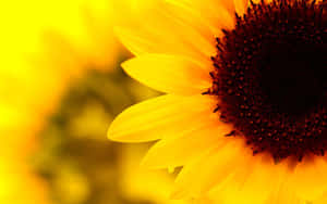 Vibrant Sunflower Yellow Tumblr Aesthetic Wallpaper