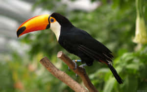 Vibrant Toucan Perchedon Branch Wallpaper