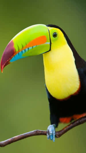Vibrant Toucan Portrait Wallpaper