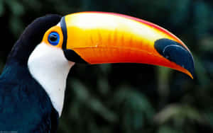 Vibrant Toucan Profile Wallpaper