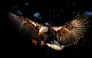 Vibrant Us Eagle Wallpaper