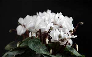 Vibrant White Cyclamen Blossoms In Full Bloom Wallpaper