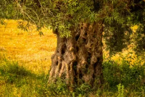 View Of The Mediterranean Sea Featuring An Olive Tree Wallpaper