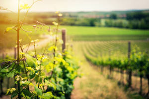 Vineyard For Wine Wallpaper