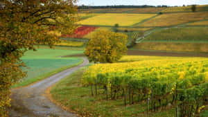 Vineyard In Side Road Wallpaper