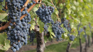 Vineyard With Concord Grape Wallpaper