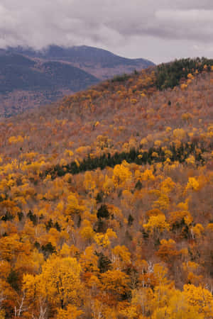 Vintage Autumn Tree Tops Wallpaper