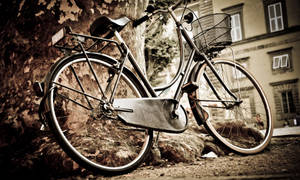 Vintage Bicycle By A Tree Wallpaper