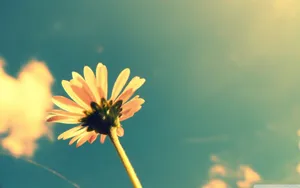 Vintage Flower Macro Laptop Wallpaper
