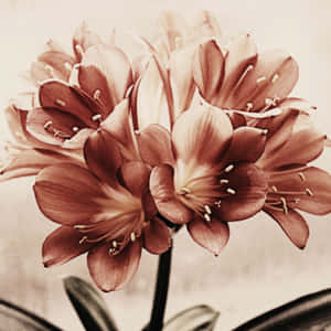 Vintage Flower With Big Petals Wallpaper