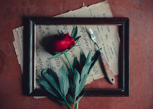 Vintage Minimalist Rose With Frame Wallpaper