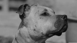 Vintage Photo Of Black And White Dog Wallpaper