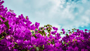 Violet Aesthetic Bougainvillea Flowers Wallpaper