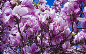 Violet Magnolia Flower Blossom On Branches Wallpaper