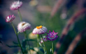 Violets Tumblr Flowers Desktop Wallpaper