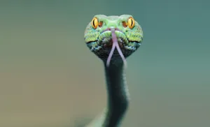 Viper Snake Flicking Tongue Wallpaper