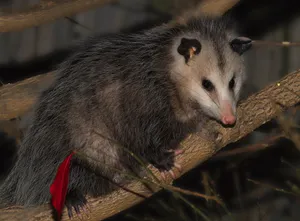 Virginia_ Opossum_on_ Branch Wallpaper