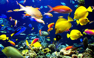 Vivid Cool Fishes Wallpaper