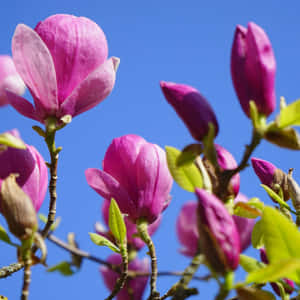 Vivid Violet Magnolia In Full Bloom Wallpaper