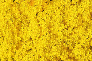 Vivid Yellow Aesthetic Flower Desktop Wallpaper