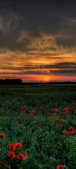 Vivo V20 Poppy Field Wallpaper