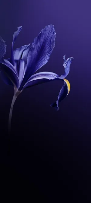 Vivo V20 Purple Flower Wallpaper