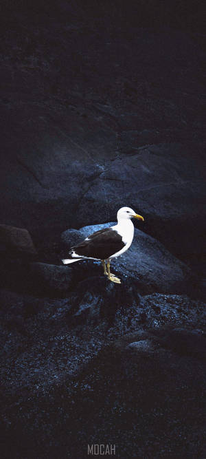 Vivo V20 Seagull On Rocks Wallpaper