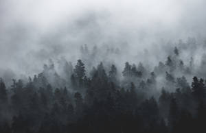 Volatile Foggy Forest Aerial View Wallpaper