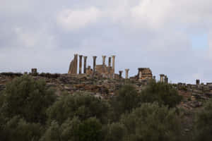 Volubilis Morocco Many Trees Wallpaper