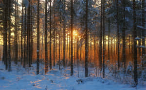 Walking Through The Winter Forest Wallpaper