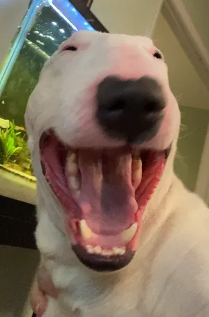 Walter The Dog, Living His Best Life Wallpaper