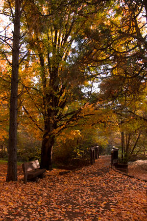 Warm Autumn Park Wallpaper