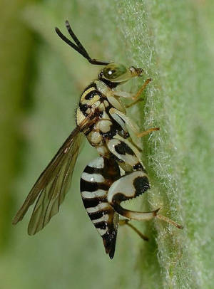 Wasp Chalcididae Specie Wallpaper