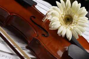 Watch The Joyful Strum Of A Violin Wallpaper