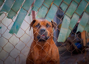 Watchful Dog Behind Fence.jpg Wallpaper