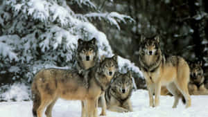 “watching Over Their Pack - Cute Wolves Enjoying The Nature” Wallpaper