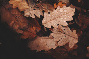 Water Droplets On Autumn Leaves Wallpaper