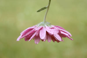 Water Droplets On Flower Petals Wallpaper