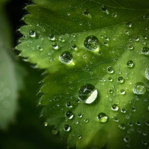 Water Droplets On Leaf Wallpaper